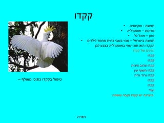קקדו תפוצה  -  אוקיאניה מדינות – אוסטרליה מזון – אוכל כל תפוצה בישראל – מצוי בשבי כחית מחמד לילדים הקקדו הוא תוכי שחי באוסטרליה בצבע לבן  מינים של קקדו  : קקדו קקדו  קקדו צהוב ציצית קקדו חשוף עין קקדו ורוד חזה קקדו קקדו ועוד ביערנה יש קקדו נקבה ששמה   חזרה טיפול בקקדו כתוכי מאולף –  