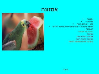 אמזונה תפוצה  - מדינות –  מזון – אוכלת פירות תפוצה בישראל – מצוי בשבי כחית מחמד לילדים האמזונה מינים של אמזונה  : אמזונה אמזונה כחולת מצח אמזונה צהובת ראש  ביערנה יש לנו אמזונה חדשה חזרה 