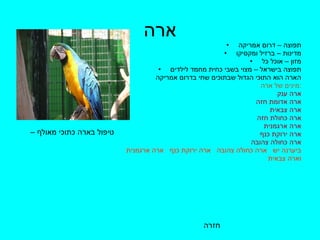 ארה תפוצה – דרום אמריקה מדינות – ברזיל ומקסיקו מזון – אוכל כל תפוצה בישראל – מצוי בשבי כחית מחמד לילדים הארה הוא התוכי הגדול שבתוכים שחי בדרום אמריקה מינים של ארה  : ארה ענק  ארה אדומת חזה ארה צבאית  ארה כחולת חזה  ארה ארגמנית ארה ירוקת כנף ארה כחולה צהובה ביערנה יש  ארה כחולה צהובה  ארה ירוקת כנף  ארה ארגמנית וארה צבאית חזרה טיפול בארה כתוכי מאולף –  