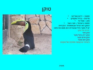 טוקן תפוצה – דרום אמריקה מדינות – ברזיל ומקסיקו מזון – אוכל כל תפוצה בישראל – מצוי בשבי הטוקן הוא הגדול שבמשפחת  הנקראים  יש לו מקור גדול שבעזרתו הוא מוצא את מזונו  מינים של טוקן  : טוקן מצוי  טוקן ירוק כחול מקור טוקן אדום מקור  טוקן חום סנטר ביערנה יש קבוצה מתרבה של טוקנים  חזרה 