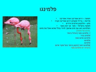 פלמינגו תפוצה – דרום אמריקה אסיה אפריקה מדינות – ברזיל מקסיקו דרום אפריקה וקניה מזון – פלנקטון סרטנים ורודים תפוצה בישראל – מצוי  אך הוא בשבי הפלמינגו הוא עוף מים שהופך לורוד בגלל שהוא אוכל את מזונו מינים של פלמיגו  : פלמינגו מצוי  ( הגדול ביותר )  פלמיגו בכיר  פלמינגו אדום נוצה  פלמינגו פלמינגו  פלמינגו זוטר  ( הקטן ביותר בעל מקור אדום ) ביערנה יש פלמינגו מצוי 