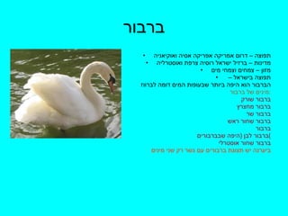 ברבור תפוצה – דרום אמריקה אפריקה אסיה ואוקיאניה מדינות – ברזיל ישראל רוסיה צרפת ואוסטרליה מזון – צמחים וצמחי מים תפוצה בישראל –  הברבור הוא היפה ביותר שבעופות המים דומה לברווז מינים של ברבור  : ברבור שורק  ברבור מחצרץ ברבור שר  ברבור שחור ראש ברבור  ברבור לבן  ( היפה שבברבורים ) ברבור שחור אוסטרלי ביערנה יש תצוגת ברבורים עם גשר רק שני מינים 