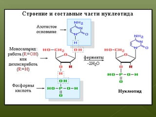 Рибоза | PPT