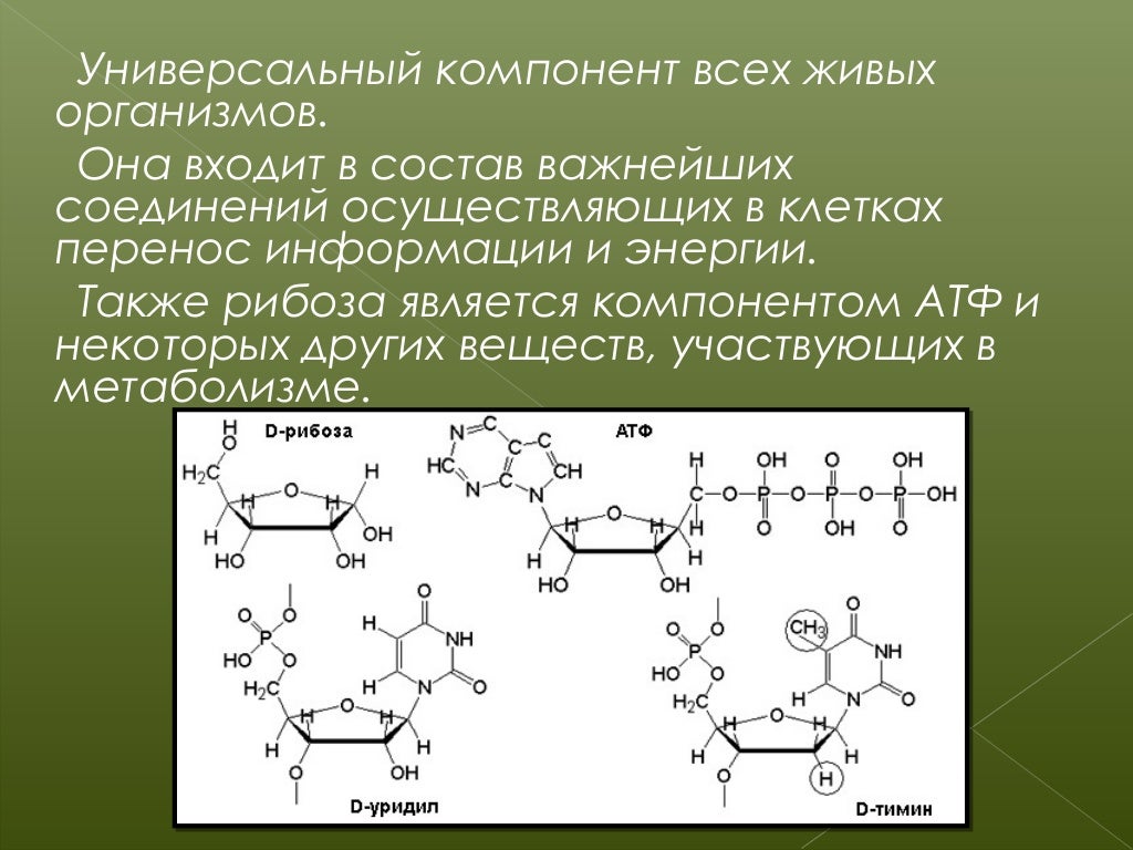 Рибоза