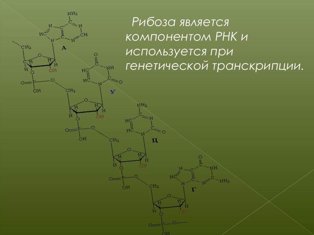 Рибоза