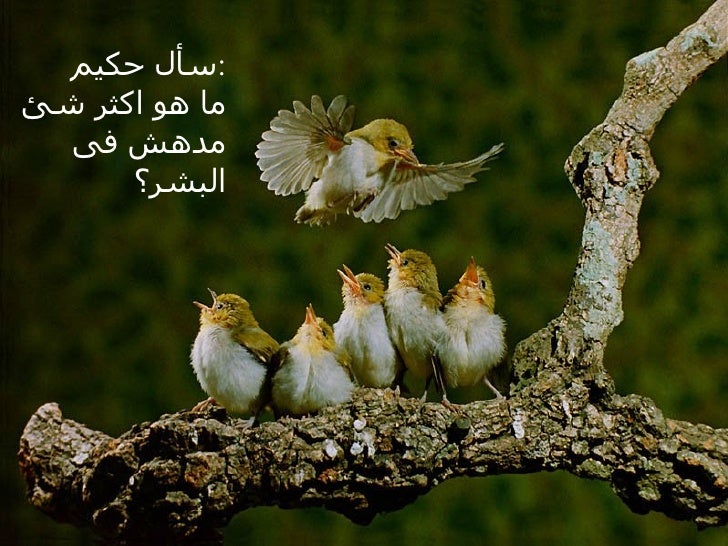 وصية حكيم