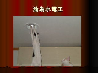 淪為水電工   