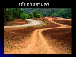 เส้นสายลายตา 