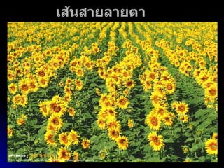 เส้นสายลายตา 