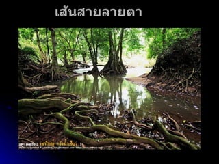 เส้นสายลายตา 