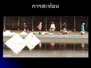 การสะท้อน 