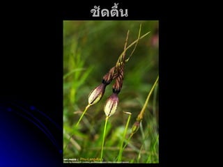 ชัดตื้น  