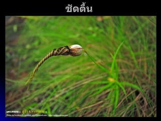 ชัดตื้น  