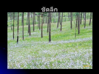 ชัดลึก 