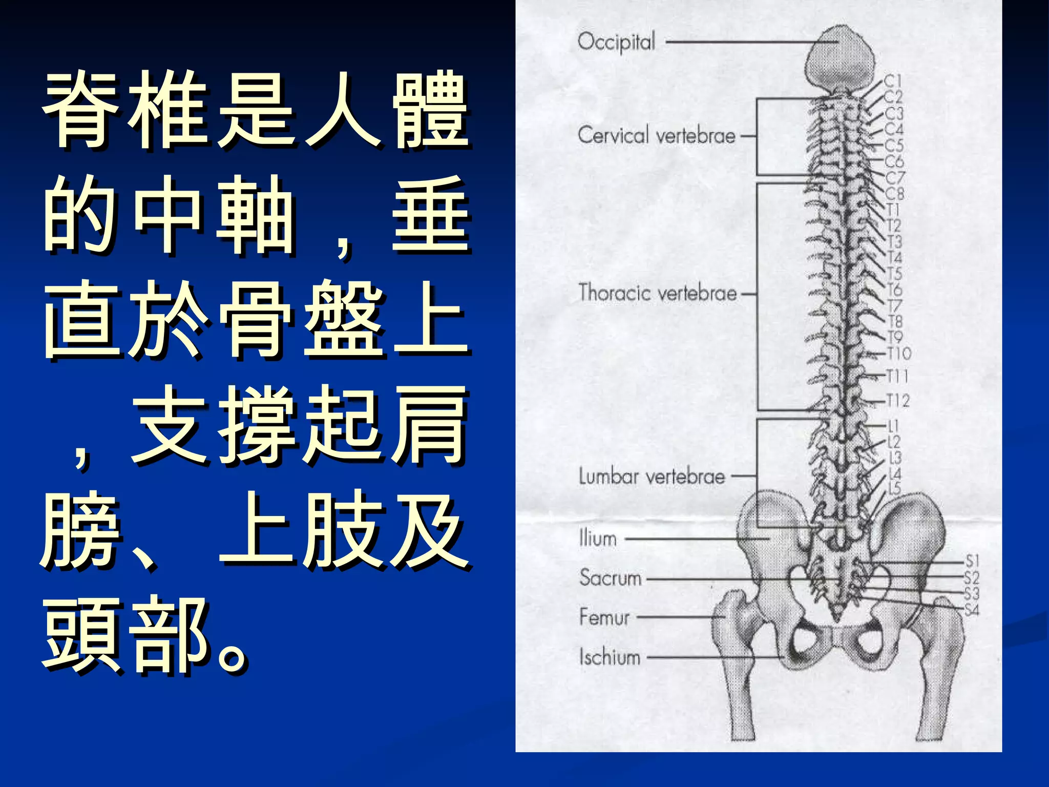 脊椎是人體的中軸，垂直於骨盤上，支撐起肩膀、上肢及頭部。 