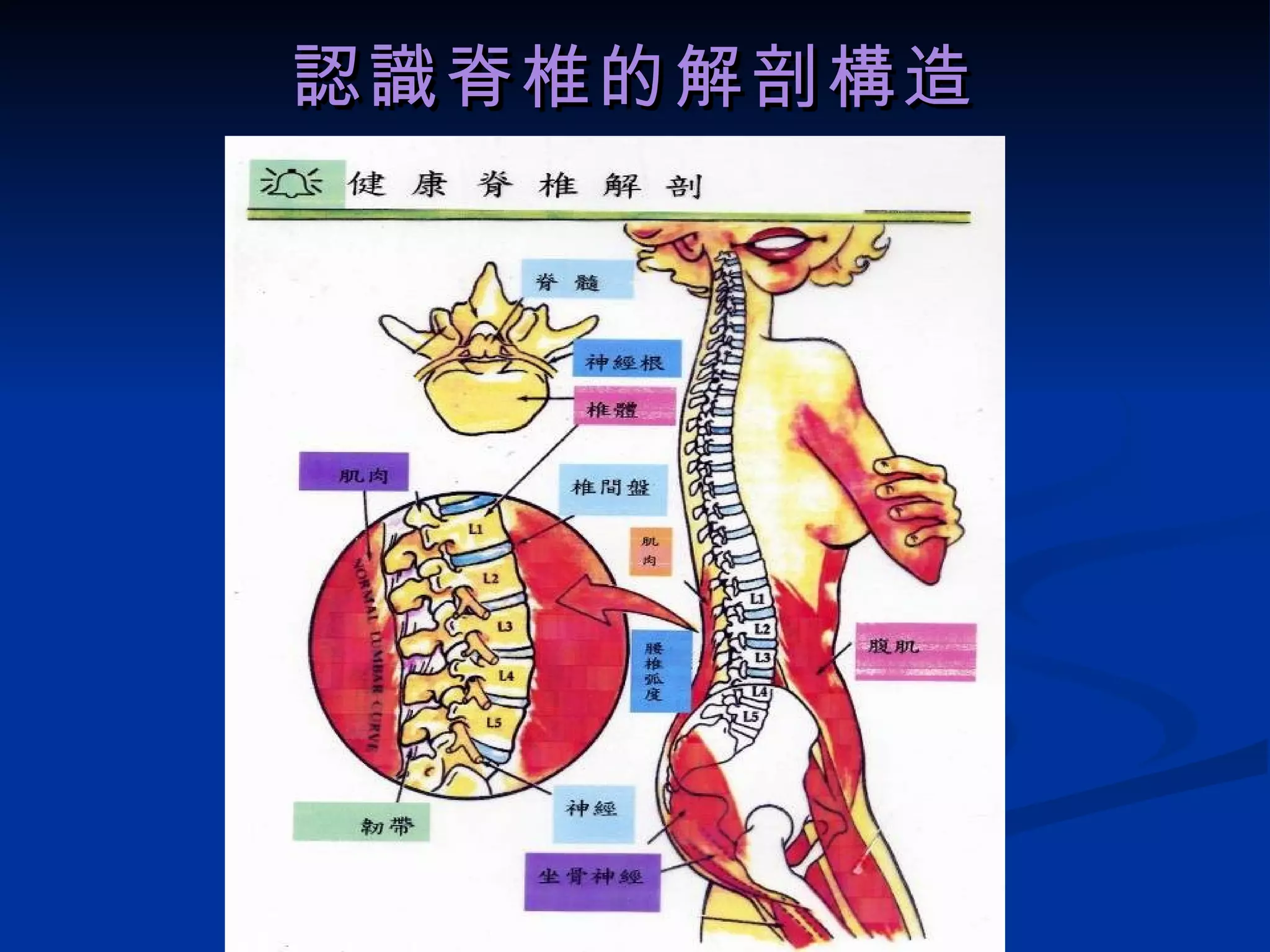 認識脊椎的解剖構造 