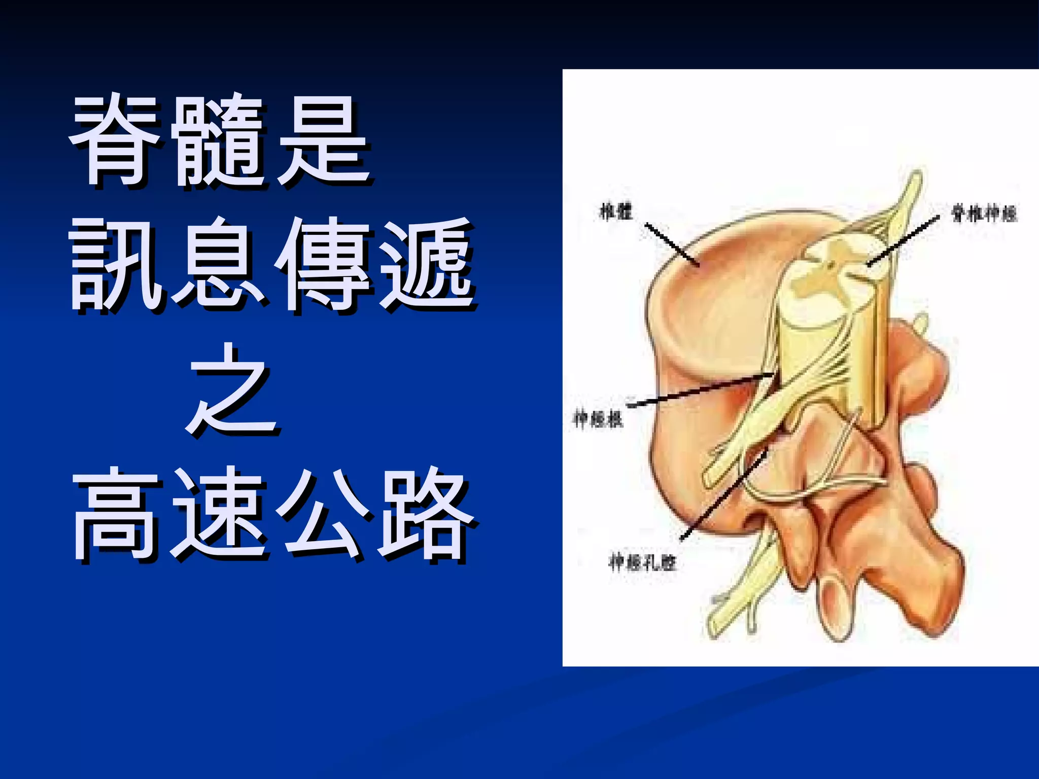脊髓是 訊息傳遞  之 高速公路 