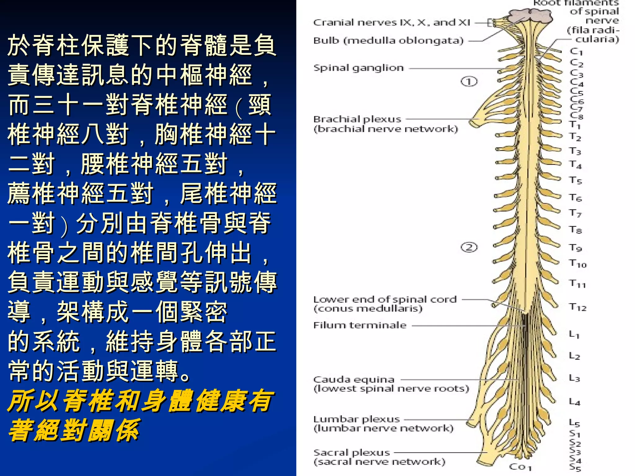 於脊柱保護下的脊髓是負責傳達訊息的中樞神經，而三十一對脊椎神經 ( 頸椎神經八對，胸椎神經十二對，腰椎神經五對， 薦椎神經五對，尾椎神經一對 ) 分別由脊椎骨與脊椎骨之間的椎間孔伸出，負責運動與感覺等訊號傳導，架構成一個緊密 的系統，維持身體各部正常的活動與運轉。 所以脊椎和身體健康有著絕對關係 
