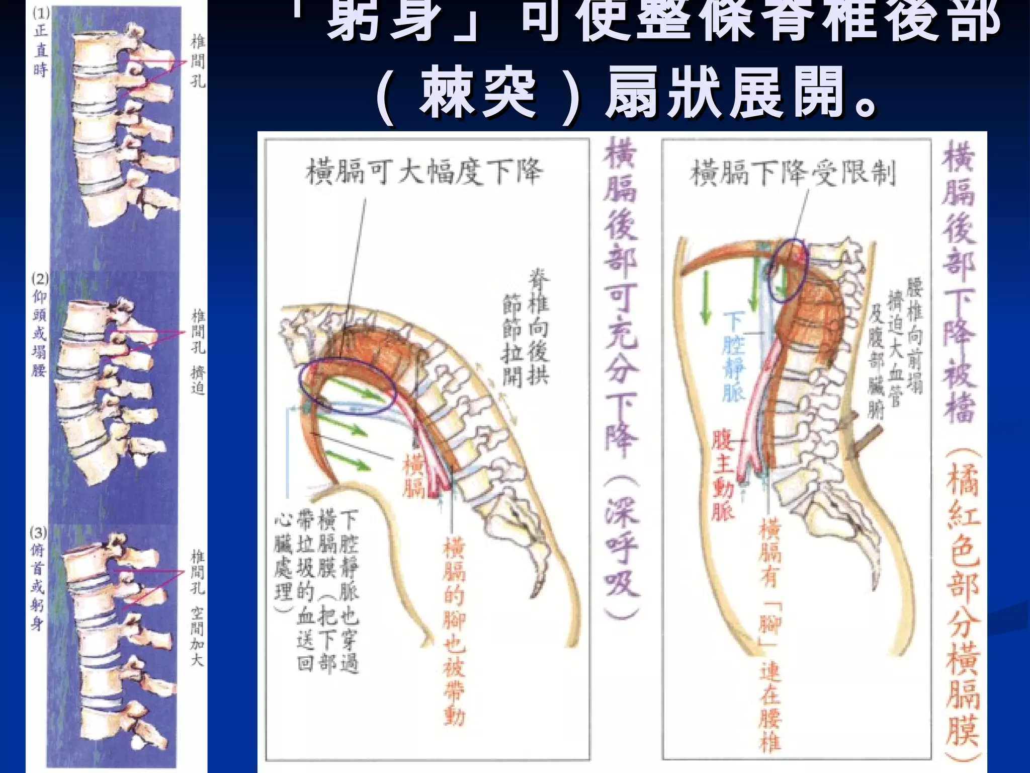 「躬身」可使整條脊椎後部（棘突）扇狀展開。     