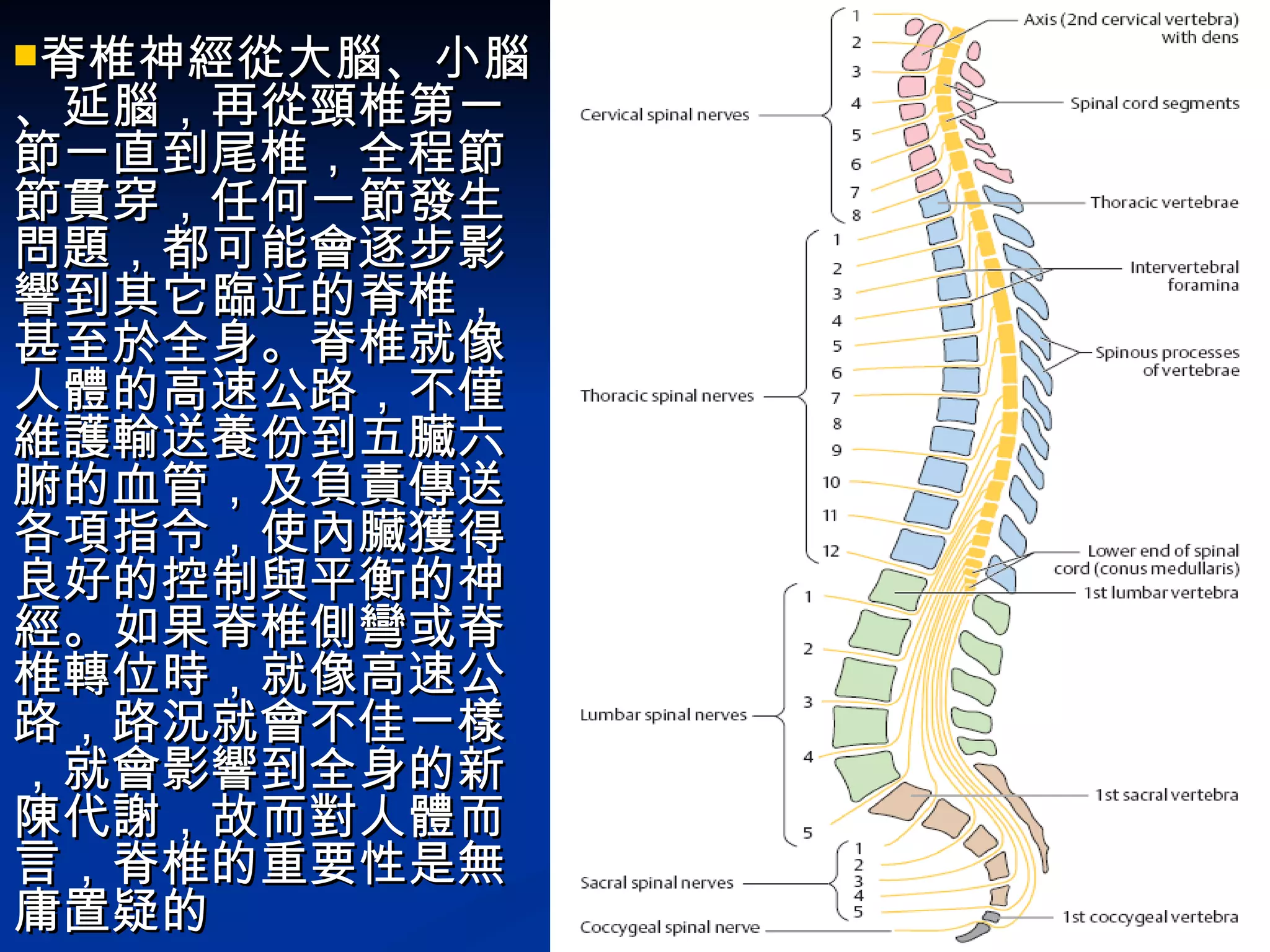 脊椎神經從大腦、小腦、延腦，再從頸椎第一節一直到尾椎，全程節節貫穿，任何一節發生問題，都可能會逐步影響到其它臨近的脊椎，甚至於全身。脊椎就像人體的高速公路，不僅維護輸送養份到五臟六腑的血管，及負責傳送各項指令，使內臟獲得良好的控制與平衡的神經。如果脊椎側彎或脊椎轉位時，就像高速公路，路況就會不佳一樣，就會影響到全身的新陳代謝，故而對人體而言，脊椎的重要性是無庸置疑的   