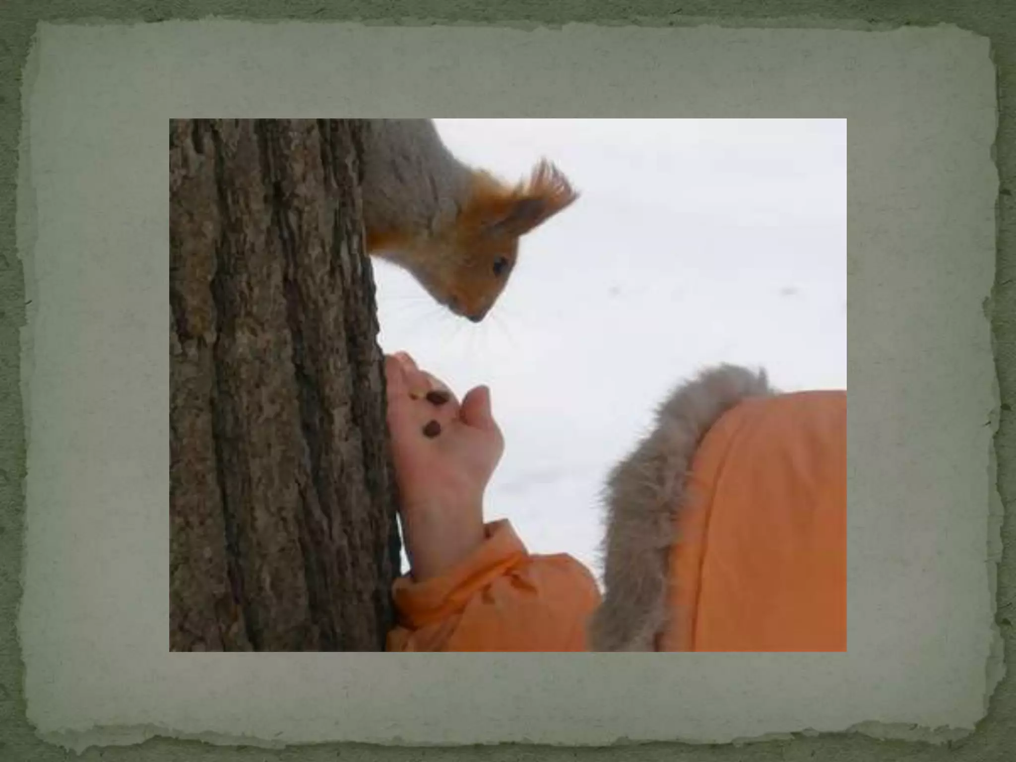 Уничтожение лесов