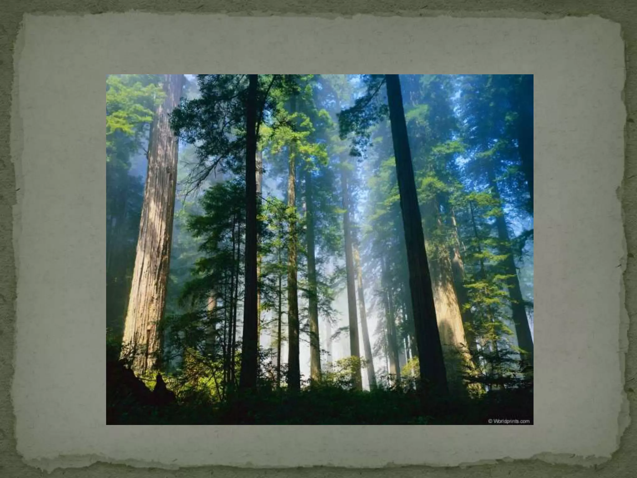 Уничтожение лесов