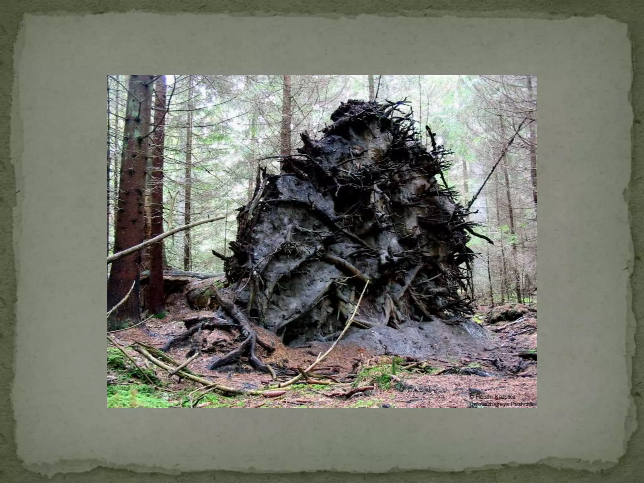 Уничтожение лесов