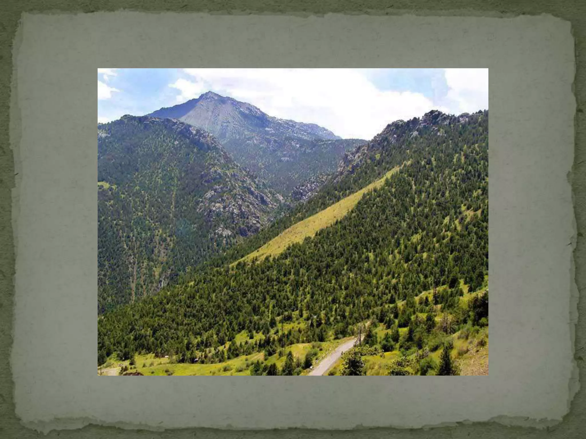 Уничтожение лесов