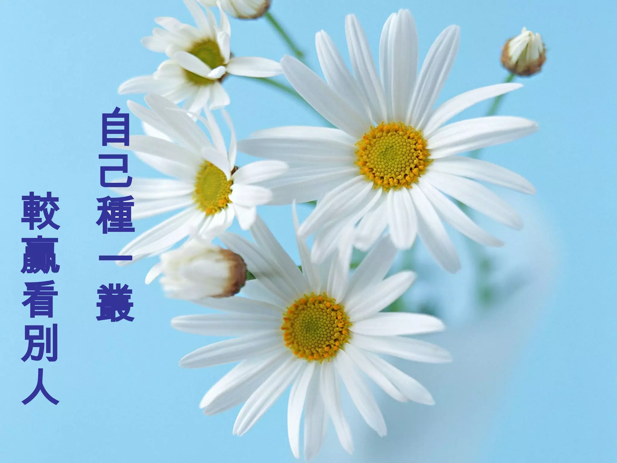 花開不為誰開 自己種一叢 較贏看別人 