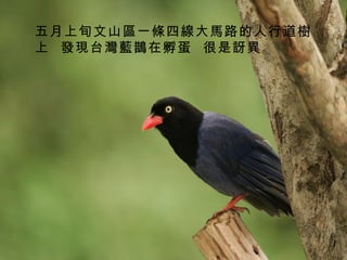 五月上旬文山區一條四線大馬路的人行道樹上  發現台灣藍鵲在孵蛋  很是訝異 