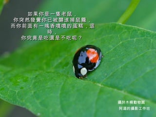 如果你是一隻老鼠， 你突然發覺你已被關進捕鼠籠， 而你前面有一塊香噴噴的蛋糕，這時， 你究竟是吃還是不吃呢？   阿道的攝影工作坊 攝於木柵動物園 