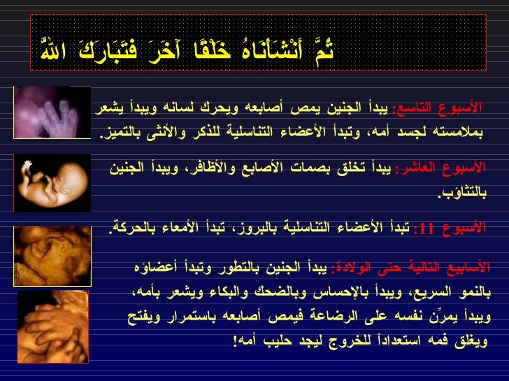 مراحل خلق الانسان