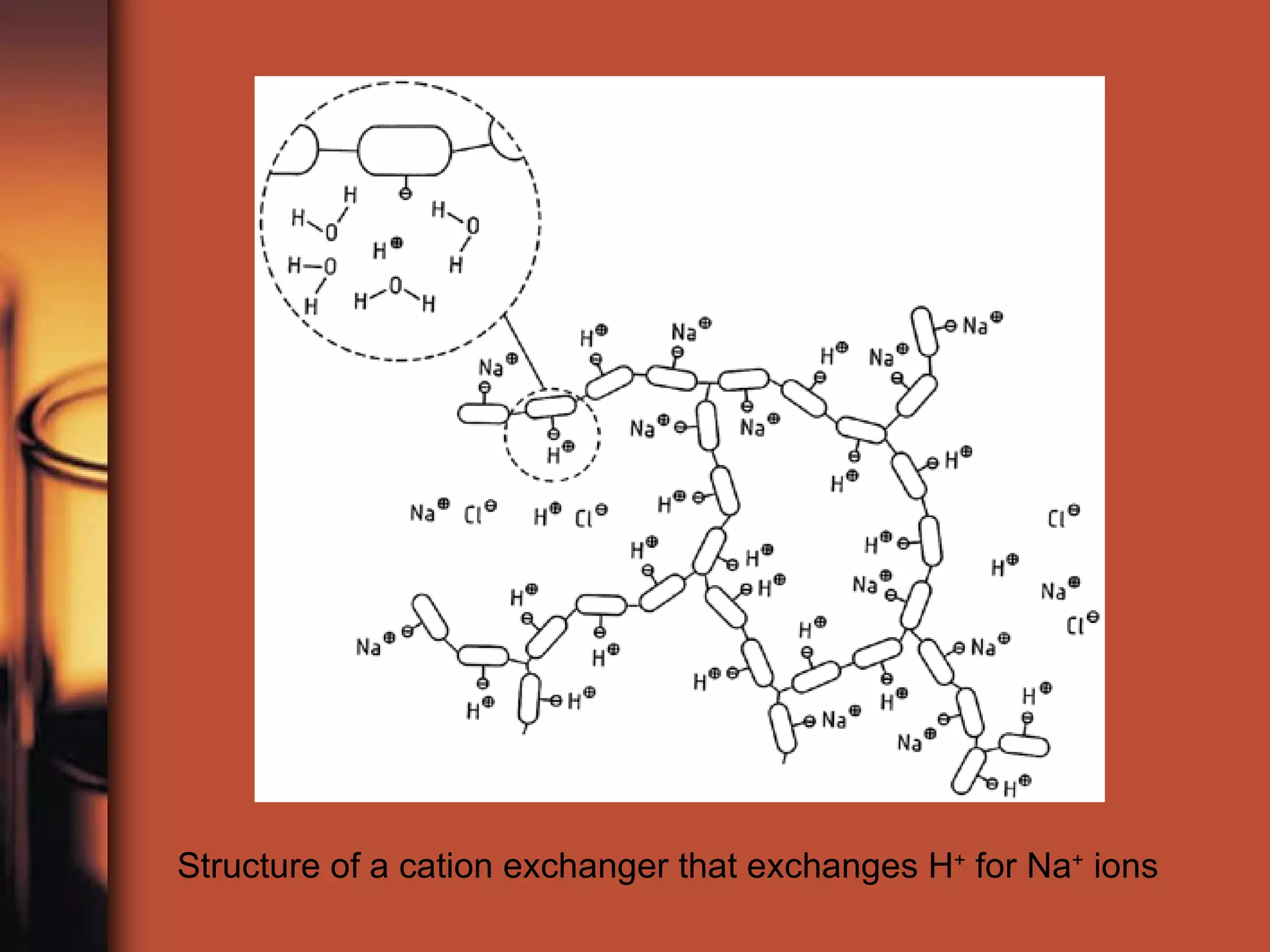 Structure of a cation exchanger that exchanges H +  for Na +  ions  