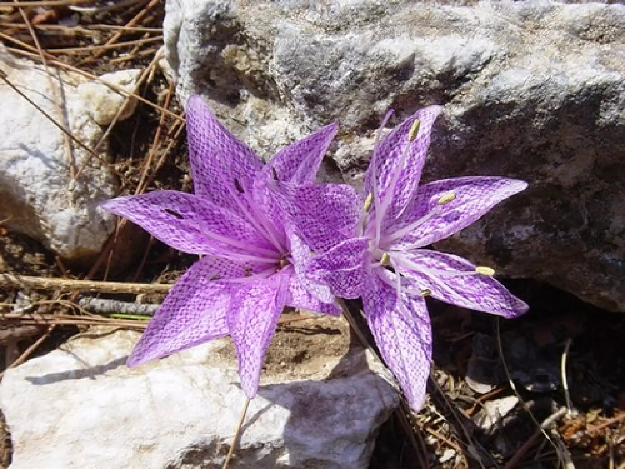 τίτλοι εικόνες και λέξεις τραγουδιών