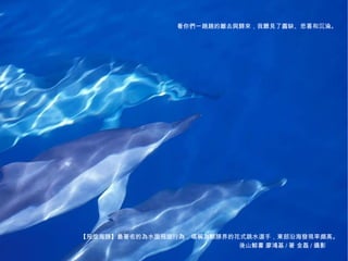 看你們一趟趟的離去與歸來，我聽見了圓缺、悲喜和沉淪。




           【飛旋海豚】最著名的為水面飛旋行為，堪稱為鯨豚界的花式跳水選手，東部沿海發現率頗高。
海洋‧鯨豚最美的書寫攝影        後山鯨書‧廖鴻基/著‧金磊/攝影                      2
                                     後山鯨書 廖鴻基 / 著 金磊 / 攝影
 