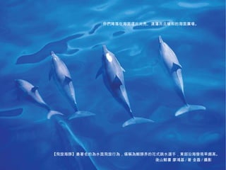 你們降落在海面這片光亮、漾蕩而且暖和的海面廣場。




           【飛旋海豚】最著名的為水面飛旋行為，堪稱為鯨豚界的花式跳水選手，東部沿海發現率頗高。
海洋‧鯨豚最美的書寫攝影        後山鯨書‧廖鴻基/著‧金磊/攝影                      4
                                     後山鯨書 廖鴻基 / 著 金磊 / 攝影
 