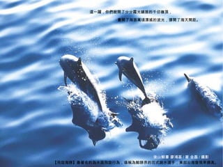 這一躍，你們掀開了分分霞光鋪展的千仞嶺頂，

                             畫開了海面萬頃漂搖的波光，撐開了海天間距。




海洋‧鯨豚最美的書寫攝影        後山鯨書‧廖鴻基/著‧金磊/攝影                     5
                                    後山鯨書 廖鴻基 / 著 金磊 / 攝影
           【飛旋海豚】最著名的為水面飛旋行為，堪稱為鯨豚界的花式跳水選手，東部沿海發現率頗高。
 