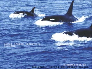 像快門眨眼，你們想讓時間、空間都靜凝在這一刻；
如此的決絕堅挺。




海洋‧鯨豚最美的書寫攝影       後山鯨書‧廖鴻基/著‧金磊/攝影                      9
                                    後山鯨書 廖鴻基 / 著 金磊 / 攝影
                【虎鯨】姿態雍容大方，水面行為多樣，游速快，群體互動密切，常見合作掠食。
 