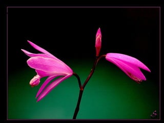 人們逃避家庭、城市、社會及自己的問題，而到深
山中去尋覓心內的平靜。既然是要尋覓 “ 心內 ” 的
  平靜，又怎麼可能在 “ 心外 ” 尋得到呢？
 