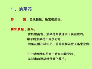 1 、油菜花

特   點：色塊艷麗、極富裝飾性。


精彩景點：羅平。
     位於雲南省，油菜花面積達四十萬畝左右。
     羅平的油菜花不同於它地，
     油菜花種在梯田上，因此被稱為金玉滿堂之鄉。


     在一望無際的花海中時有山峰突起，
     花托出山連綿起伏變化萬千。
 