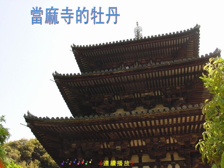 奈良當麻寺之牡丹 奈良當麻寺之牡丹