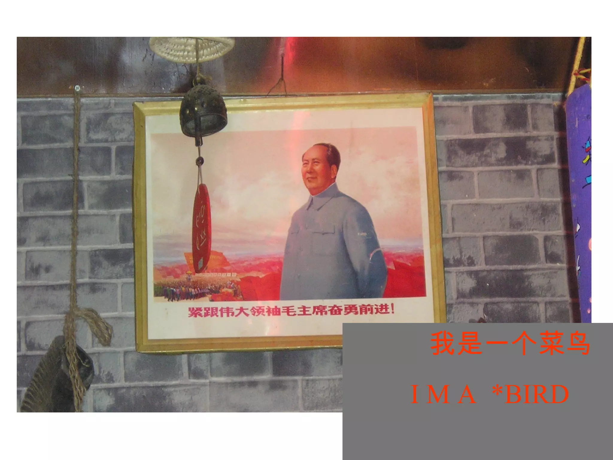 我是一个菜鸟 I M A  *BIRD 