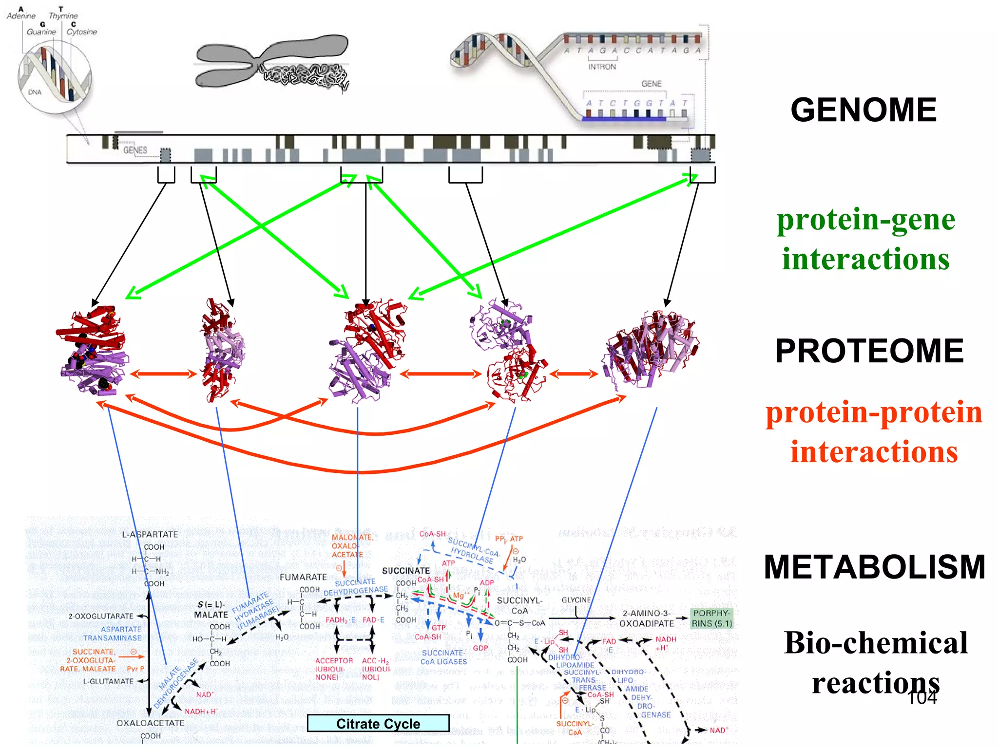 Bio-Map protein-gene interactions protein-protein interactions PROTEOME GENOME Citrate Cycle METABOLISM Bio-chemical reactions 
