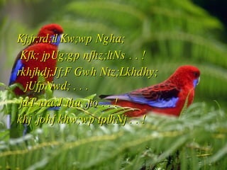 Kj;jr;rd;il Kw;wp Ngha; Kfk; jpUg;gp nfhz;ltNs  . . ! rkhjhdj;Jf;F Gwh Ntz;Lkhdhy; jUfpNwd;  . . . jaT nra;J thu ,jio  . . ! khj ,johf khw;wp tplhNj  . . ! 