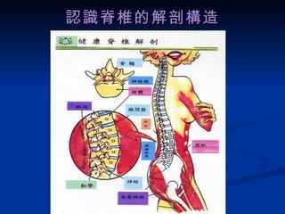 認識脊椎的解剖構造 