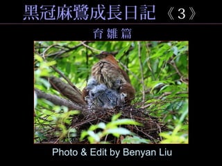 黑冠麻鷺成長日記 《 3 》
Photo & Edit by Benyan Liu
育 雛 篇
 