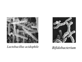 Lactobacillus acidophile Bifidobacterium 