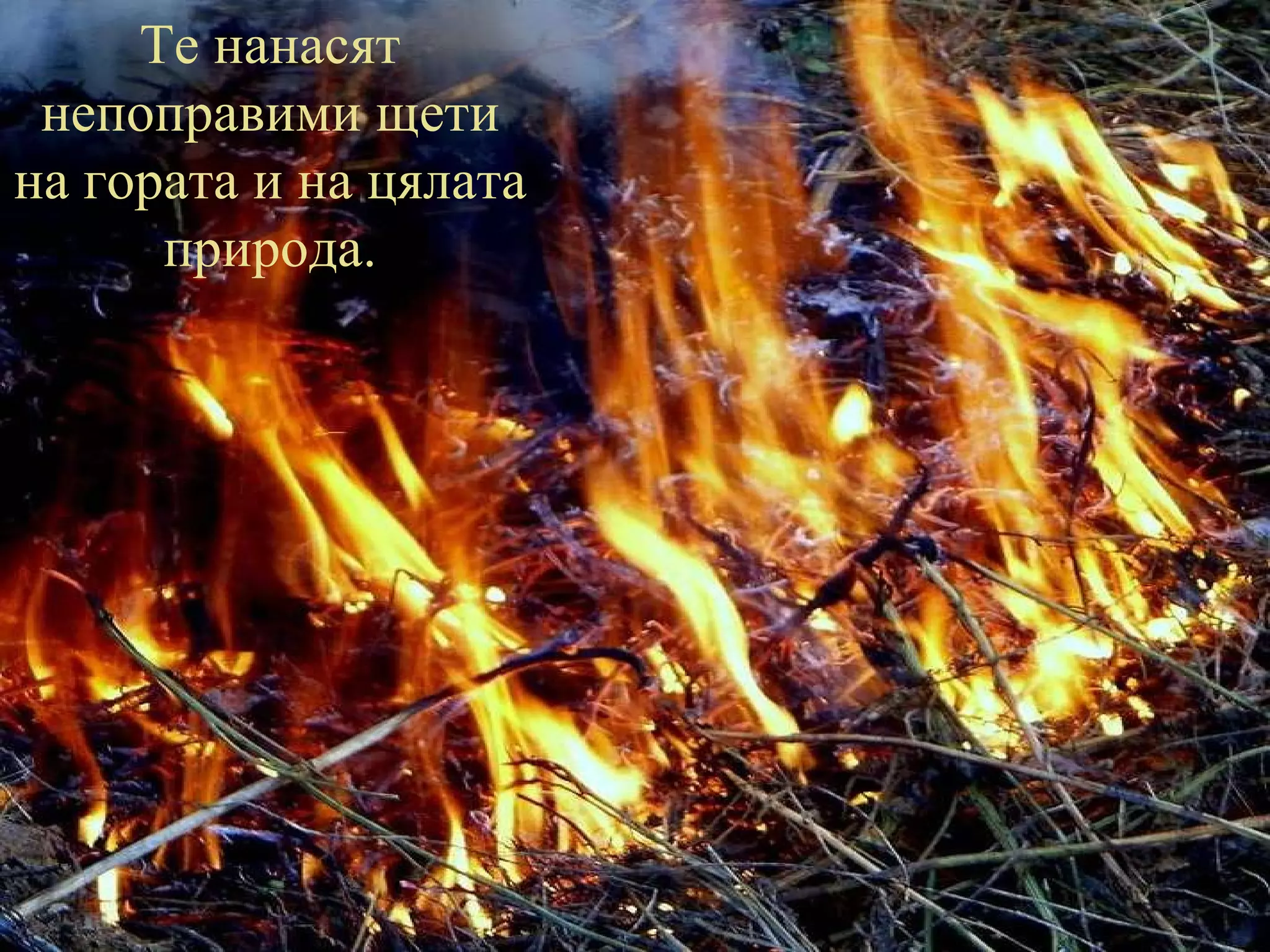 Те нанасят непоправими щети на гората и на цялата природа. 