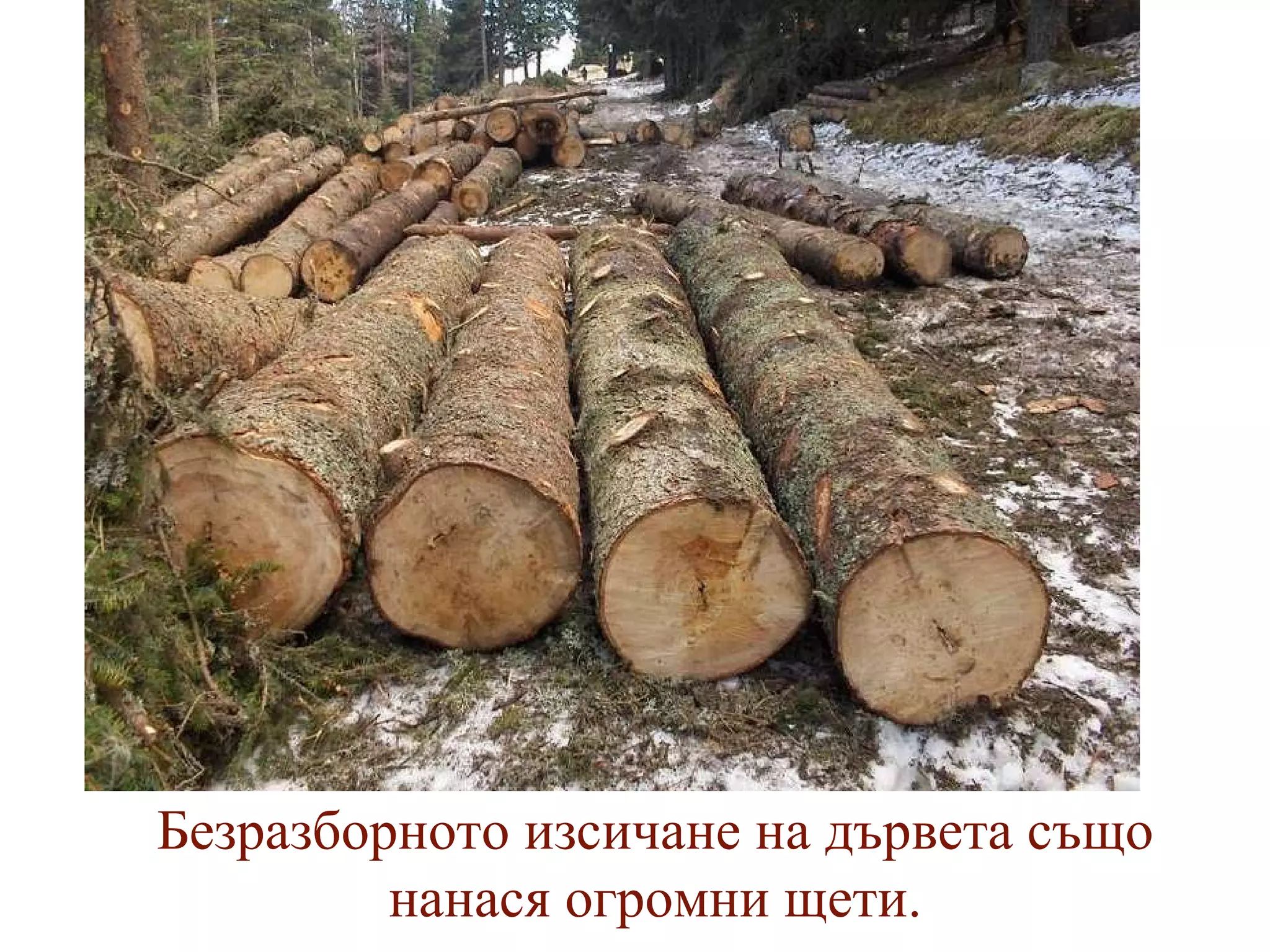 Безразборното изсичане на дървета също нанася огромни щети. 