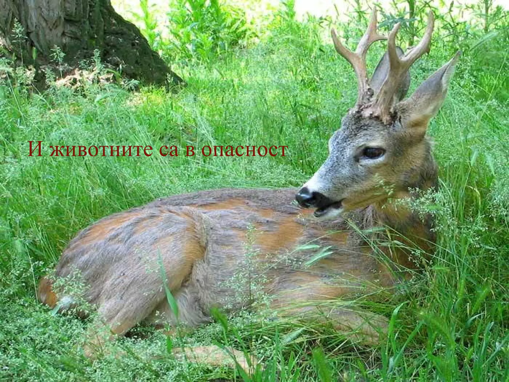 И животните са в опасност 